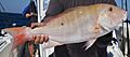 Mutton-snapper-lutjanus-analis