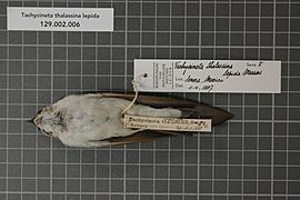Naturalis Biodiversity Center - RMNH.AVES.124639 1 - Tachycineta thalassina lepida Mearns, 1902 - Hirundinidae - bird skin specimen