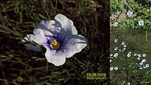 Nierembergia scoparia