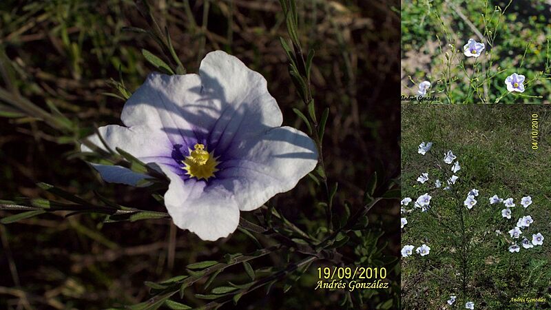 Nierembergia scoparia