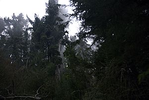 Non-native trees in Polipoli State Park