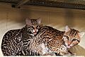 Ocelot and Cub 6