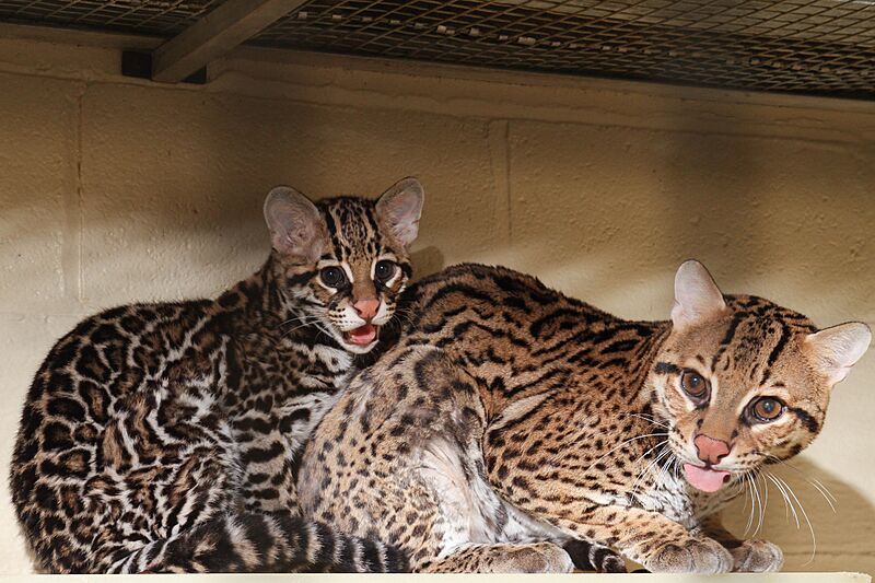Ocelot and Cub 6