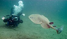 Pacific Electric Ray (torpedo californica)
