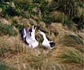 Pair of Southern Royal Albatrosses