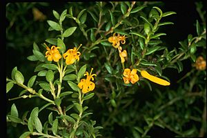 Persoonia oxycoccoides flowers.jpg