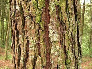 Pine bark tecpan guatemala