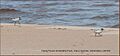 Piping Plover banner whitefishpoint USFWS