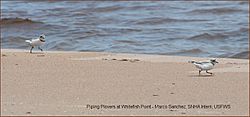 Piping Plover banner whitefishpoint USFWS