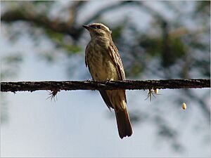 Piratic flycatcher Facts for Kids