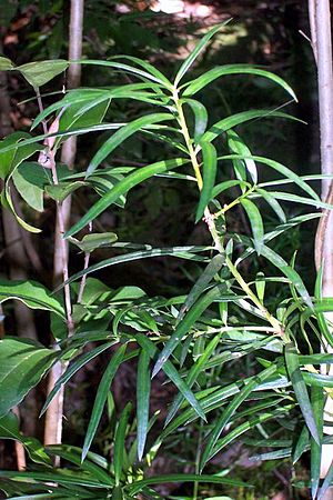 Podocarpus spinulosus Chatswood.jpg