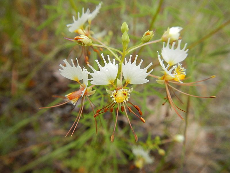 Polanisia erosa
