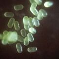 Pollen grains of Commelina benghalensis