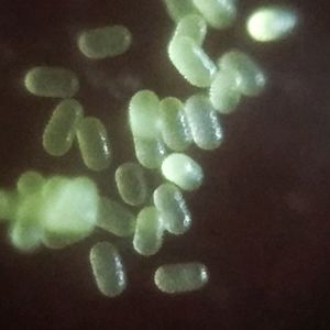 Pollen grains of Commelina benghalensis