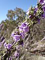 Prostanthera teretifolia