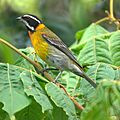 Puerto Rican Stripe-headed Tanager (male) (5403225223).jpg