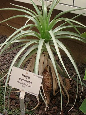 Puya venusta - Berlin Botanical Garden - IMG 8732