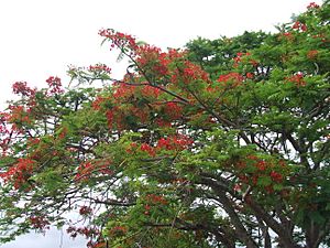Royal Poinciana tree, Gordonvale, Queensland