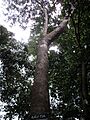 Sấu tía 2 - Dracontomelon duperreanum