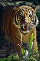 San Diego Zoo Tiger (2)