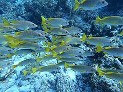 Schoolmaster Snappers Davy Crocker Reef 20230715