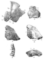 Sinanthropus Skulls VI and VII