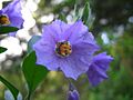 Solanum xanti1DawnEndico