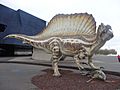 Spinosaurus - Museu Blau - 2016 - 01