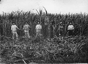 StateLibQld 1 258056 Canecutters working in the cane fields in the Benowa area, ca. 1910