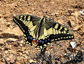 Swallow-tail. Papilio machaon gorganus - Flickr - gailhampshire