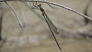 Synlestes weyersii male lateral (16235718399).jpg
