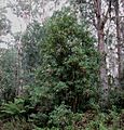 Telopea oreades 6828