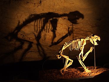 Thylacoleo skeleton in Naracoorte Caves.jpg