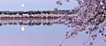 Tidal Basin - Cherry Blossoms - panoramio