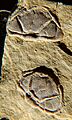 Trimerocephalus interruptus ceph2 CRF