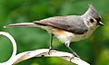 Tufted Titmouse-27527-2