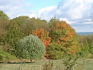 Valley Plantation - geograph.org.uk - 110067