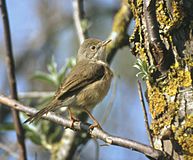 Western Subalpine Warbler Sylvia inornata, Aiguamolls de l'Empordà.jpg