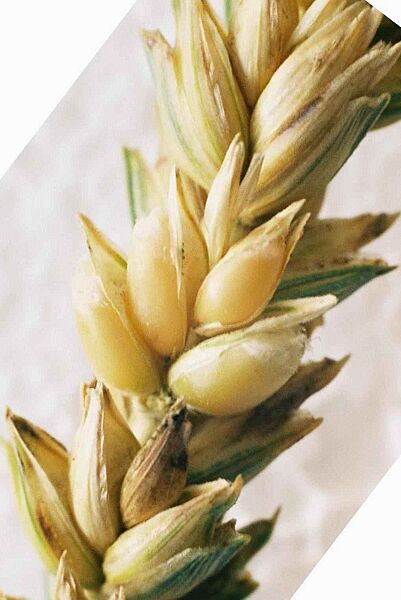 Wheat Ear milk full