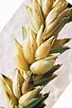 Wheat Ear milk full