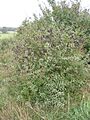 Wilde liguster (Ligustrum vulgare)