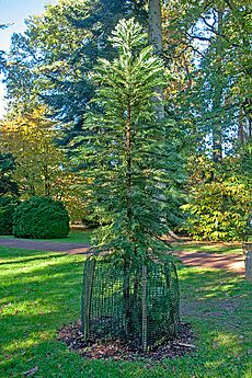 Wollemia at Westonbirt