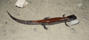 Yonahlossee Salamander Plethodon yonahlossee, NC