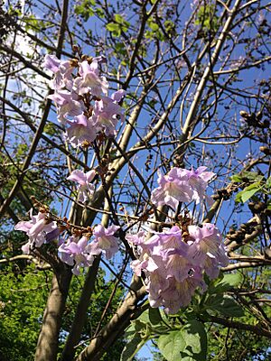 2014-05-17 08 51 39 Royal Empress Tree blossoms along Federal City Road in Ewing, New Jersey