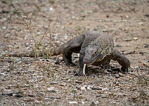 202306 Varanus komodoensis.jpg