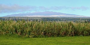 A173, Hawaii, USA, Mauna Kea, from outskirts of Hilo, 2007