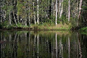 Atlantic white cedar trees with light gray trunks grow in a dense group along the banks of the Oswego River—a narrow, twisting, and slow-flowing river. The trees are reflected in the rippled water. Grass grows along the riverbank around the trees.
