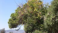A pomegranate tree in Herceg Novi (Montenegro, Septemper 2018)