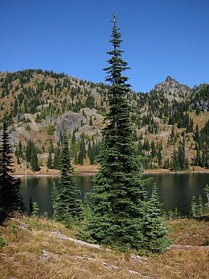 Abies lasiocarpa 7458