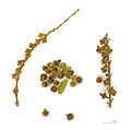 Agrimonia eupatoria MHNT.BOT.2004.0
